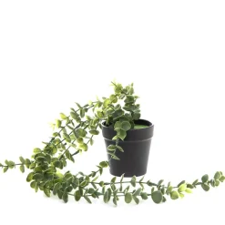 HOMLA Roslina Sztuczna Eucalyptus W Donicy Wiszaca 50 Cm