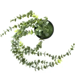 HOMLA Roslina Sztuczna Eucalyptus W Donicy Wiszaca 50 Cm