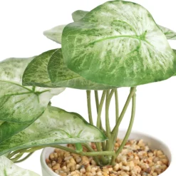 HOMLA Roslina Sztuczna Semela Epipremnum Zlocista 18 Cm